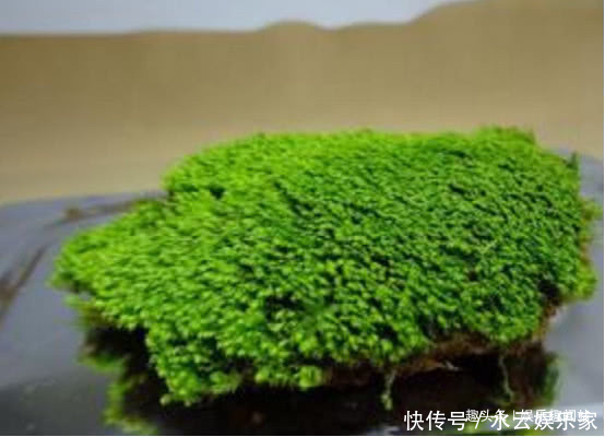 盆栽|到墙脚挖点青苔做盆栽,没想到养出了微景观,太漂亮了