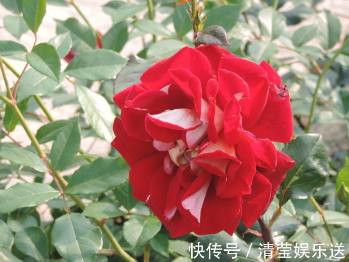 红艳|喜欢菊花,不如养盆“稀世玫瑰”火和平,花开红艳似火,美艳娇羞