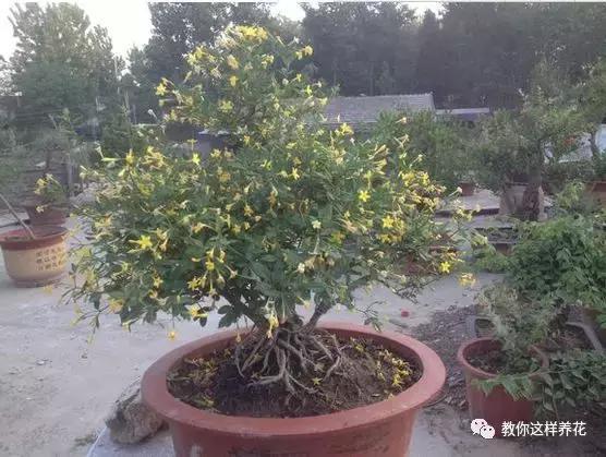 农村常见的1种树桩，栽在盆里剪几刀，变成盆景价值翻翻！