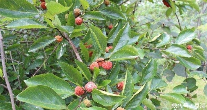 钱包|农村这种野果，长得像荔枝可以酿酒，有人靠它让钱包变得越来越鼓