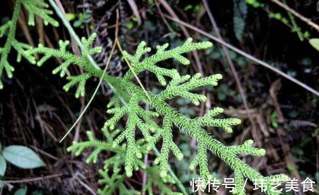 植株|小溪边,1种野草像“蜈蚣”,名称是“铺地蜈蚣”,甚是珍贵
