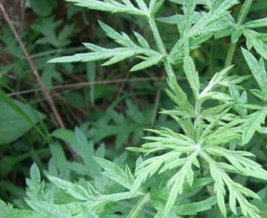 煮水|艾叶煮水真是太厉害了,解决了男女不少的麻烦,现在明白还不晚