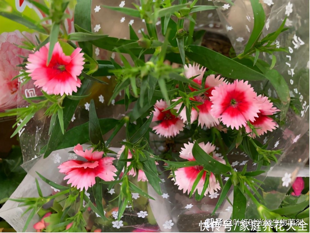 小花看着不起眼,家里摆一盆,邻居都说还挺好看