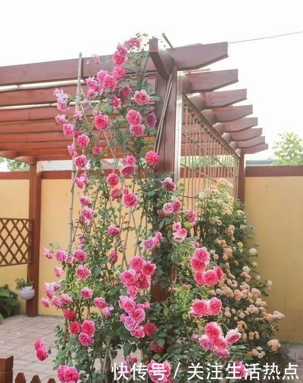 旧农舍改造成花园，一年四季花开不断，邻居看了羡慕的不得了！