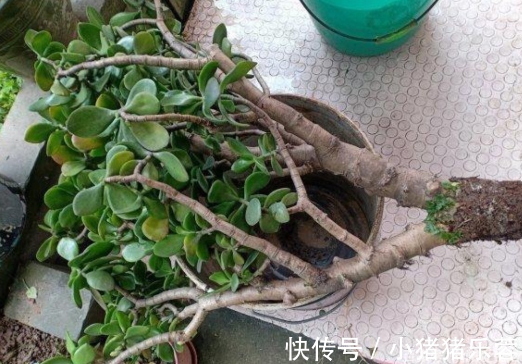 夏天|天热了,5种花已经“休眠”,切记不能频繁浇水