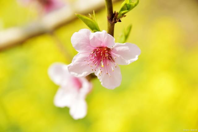 枝头|桃花诗词31首:繁花密枝错搭桥，孤鸟啸歌奏寂寥