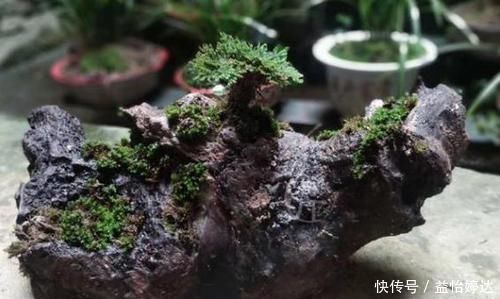 养卷柏无需花钱买幼苗,野外寻些带回家,这样处理制成漂亮盆景