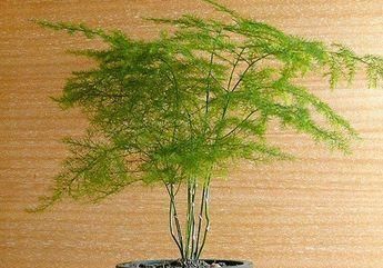 疯长|文竹1勺“汤”,兰花2颗“药”,30天后枝叶疯长,大白根长满盆