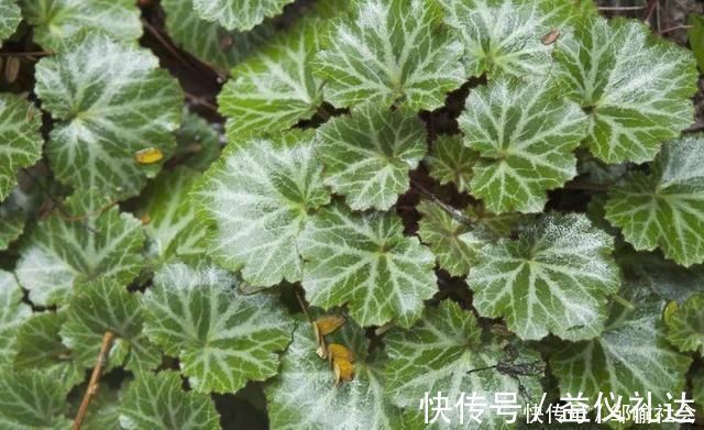 小花|有种小野草能开花，盆植无光也能活，可爱却很霸气