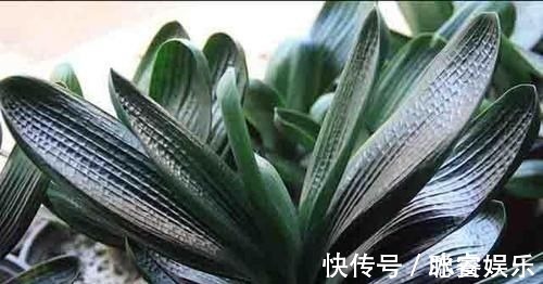 秋天|养君子兰就像“种白菜”狂长叶不开花,3个解密,开花几十年
