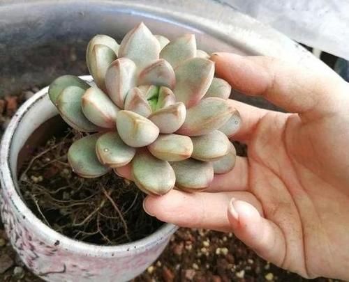 养多肉,这些地方“亮红灯”就得趁早换盆