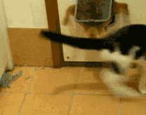 |搞笑动图:看我一动一动的猫耳朵,帅不!