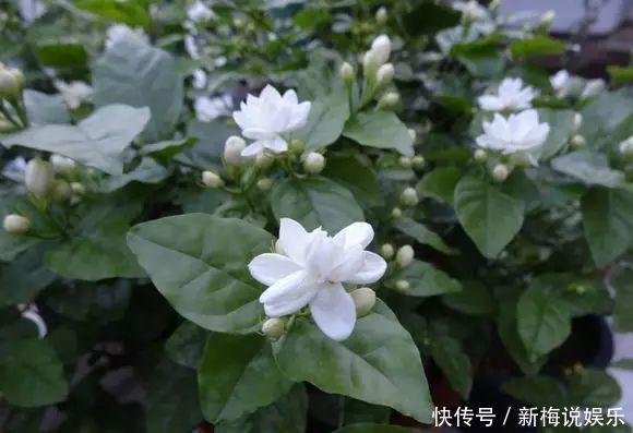 茉莉花这么养，花争着开，只需几个妙招，修剪是重点