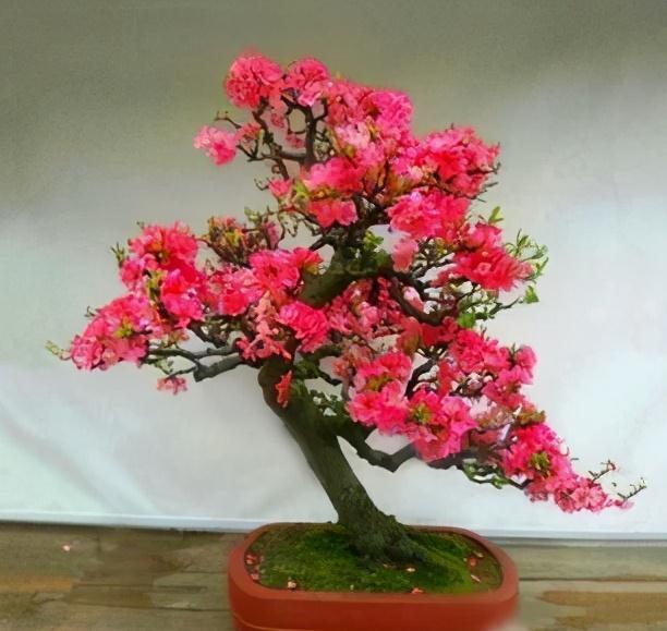 天气温差变化大,就养这种花卉,耐寒又耐旱,只要浇点水就能活