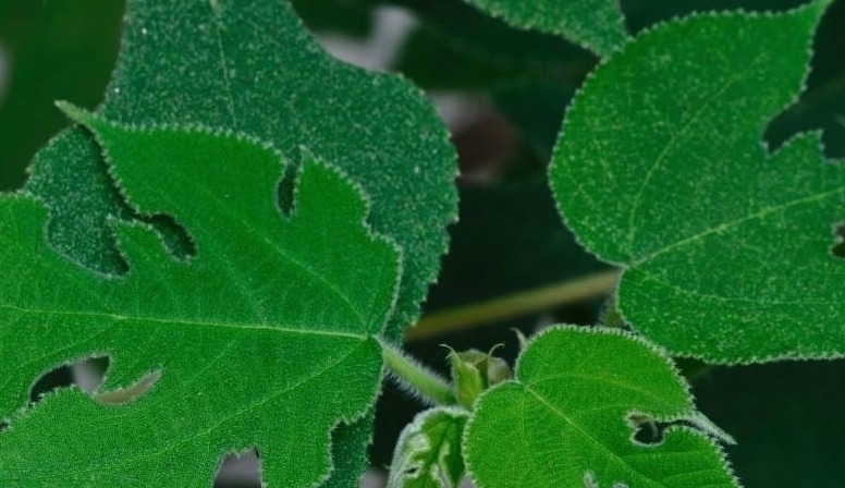 摇钱树|农村的害树，见到就砍，有人把它当“摇钱树”亩入5千