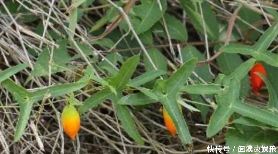 野果|农村一种常见的野果，市场上90元一斤，农村致富项目