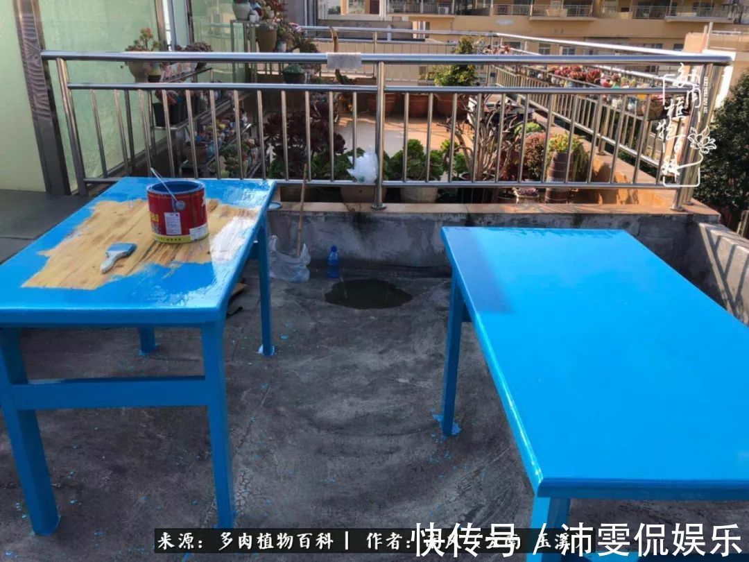 深秋里,种多肉、赏多肉、会肉友,马不停蹄快乐多!