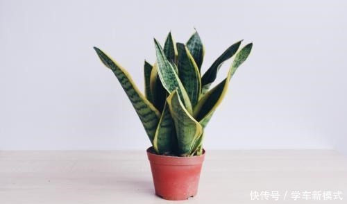 虎皮兰怎么窜高快给它喂点好东西,蹭蹭长叶两米高!