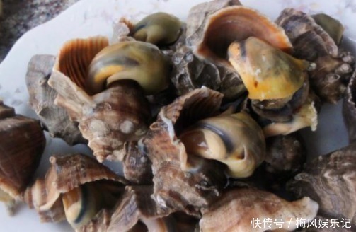 海边人才知道,海螺的尾部是“精华”还是“屎”,不懂别乱吃