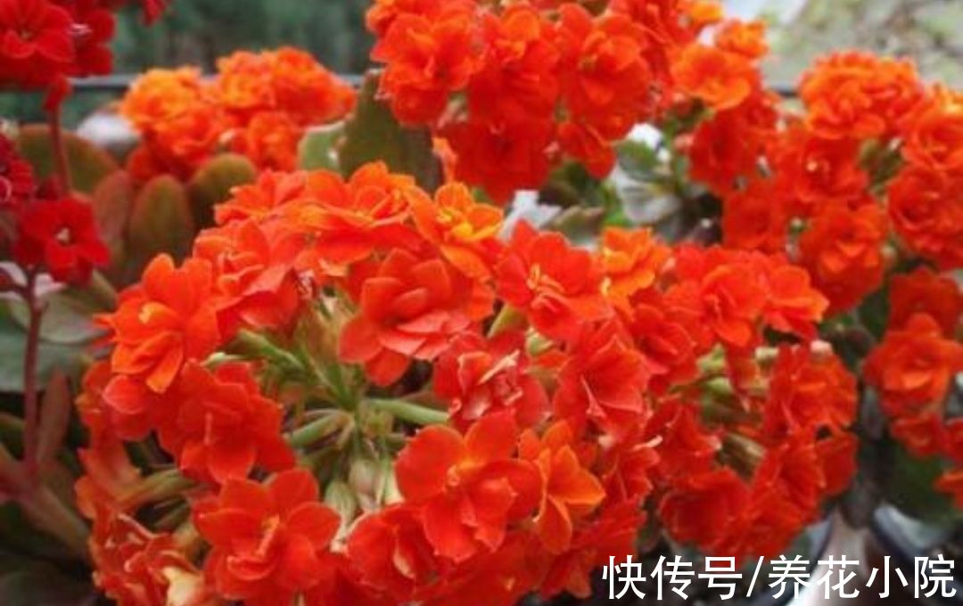 蟹爪兰|六种漂亮花，开花在冬天，家里养一盆，美观又大方