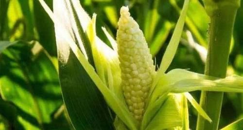 李医师|想肌肤细腻，推荐吃几种食物，补充营养，排毒抗衰，有益健康