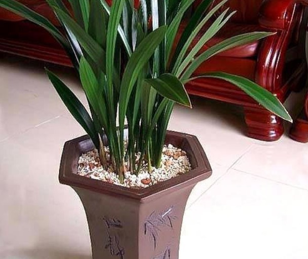 烂根的兰花长出新芽,能活吗学会这“4步”,养兰是关键