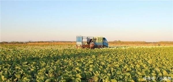 白菜|它当了2000年的“百菜之王”,却被白菜取代,为啥没人吃了