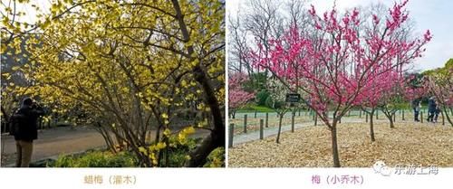 老年|上海这些赏梅地！有空时不如去逛逛爱申活暖心春