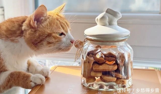 烘焙界最亲民的小甜品,拯救新手小白的自信心,仔细看完你就会做