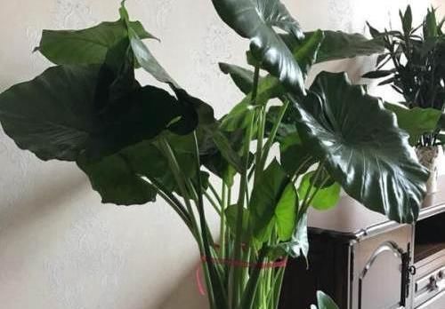 夜来香夜来香|养花要“留心”,这4种花万万别养,个个是“毒花”,白送也别要