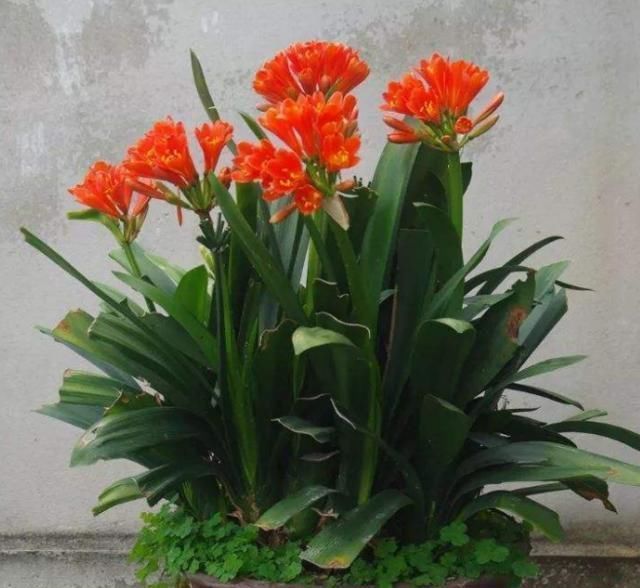 养君子兰,喂上两个“蛋”,叶片壮实像白菜,花朵蹭蹭蹿