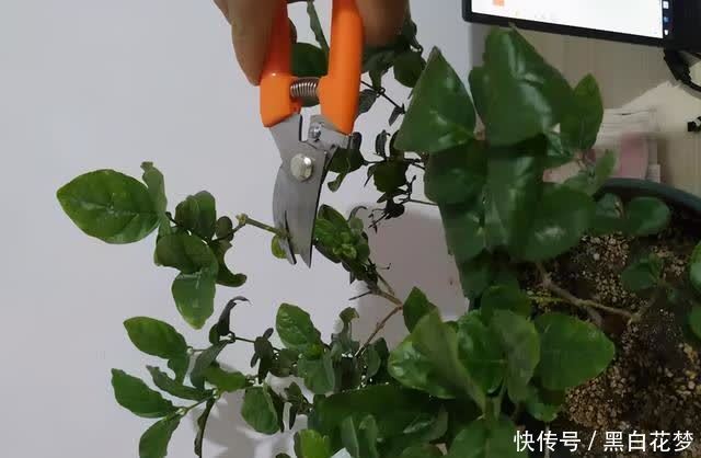 想要养好花,一把“剪刀”少不了,5种花剪的越狠,花开越爆