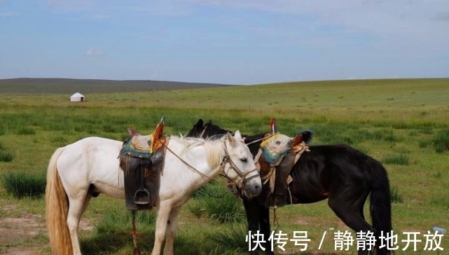 小老鼠|十二生肖中，你认为最孤独的是哪种动物？龙、老鼠、还是蛇