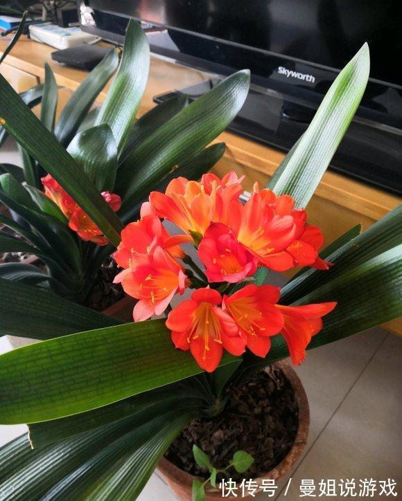 6大“富贵花”,能养几十年,花大雍容又华丽,能养成“传家宝”