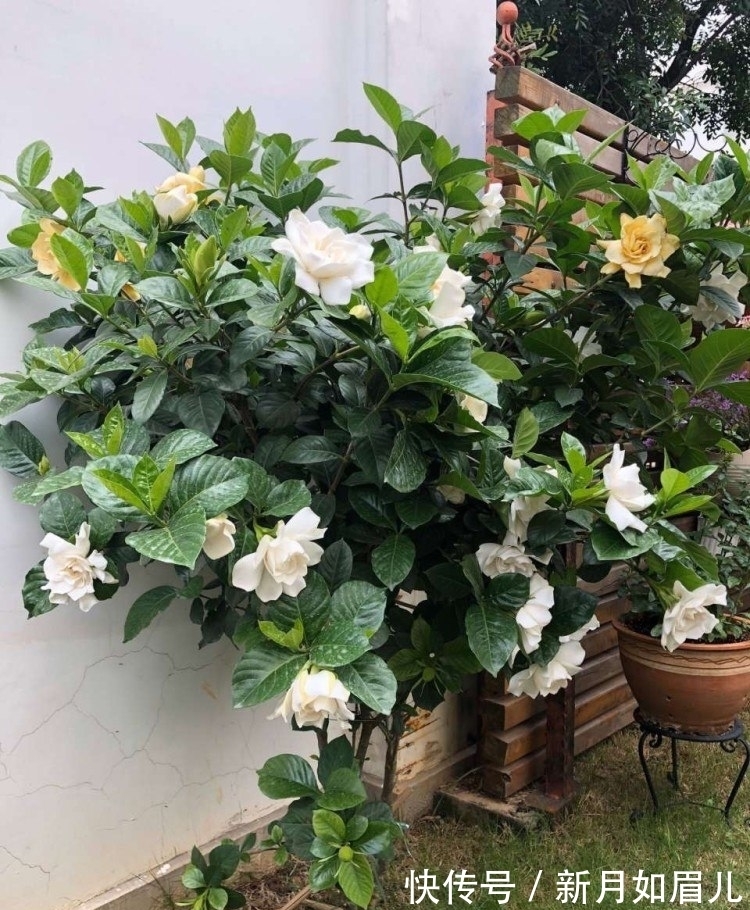 乌龟|4种“富贵花”能活一百年，家里养一盆，留给下一代，越来越值钱