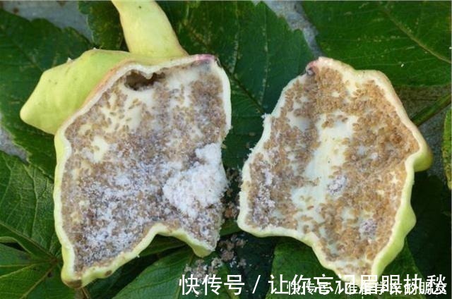 小虫子|一种野果切开满是“虫子”,以前当宝、现在当害草,不料价比珍珠!