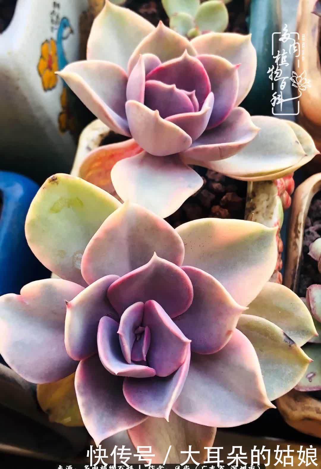 春风化雨,润物无声,爱上多肉,欲罢不能!