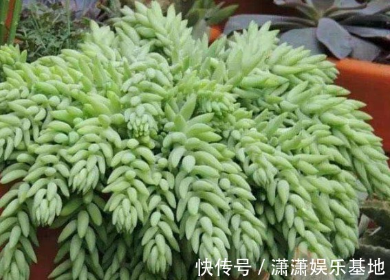 多肉|适合新手养的9种多肉，叶片沾土就活，轻松长爆盆，状态非常美