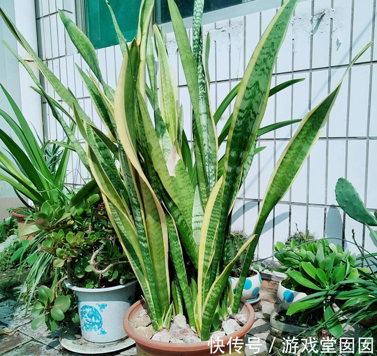 虎皮兰有“3喜2怕”,难怪不爱长新芽,现在纠正也不晚