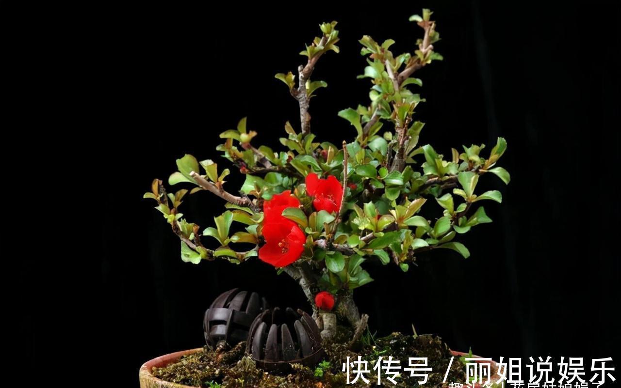 比较耐寒的11种花卉，有的能抵御“零下几十度”低温，漂亮又好养