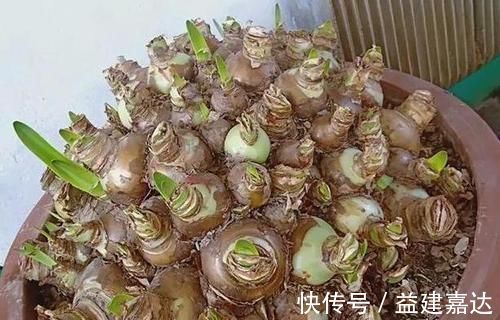 养分|养4种植物得会修剪,越舍得下狠手,植株就长得越旺开花越多