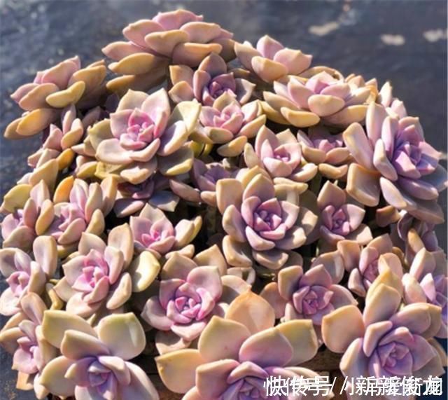 春秋|多肉中的潜力股，比吊兰好养，比玫瑰漂亮3招养成绚丽悬崖桩