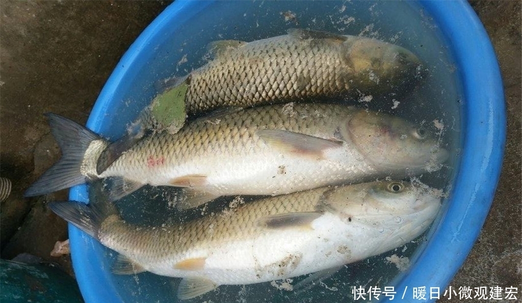 草料|六月前后钓草鱼，这法子简单易学效果好，老钓手经常用，别错过