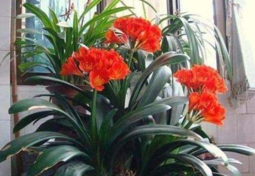 花卉|养花换盆时,多“加”1物,花卉“10年”不烂根,叶子绿,开花多