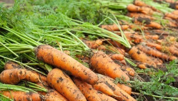 健康食品|炒胡萝卜时加一宝，眼睛亮了，血管畅通无阻，皮肤更细腻白皙