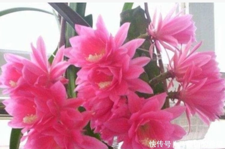 几种植物，开花特漂亮，随便养都能活，阳台开出花海