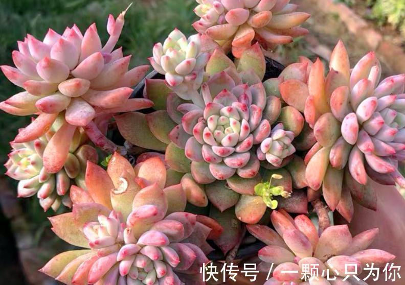 养多肉霜花，盆栽多注意这些细节，茎叶又绿又粉，贼好看