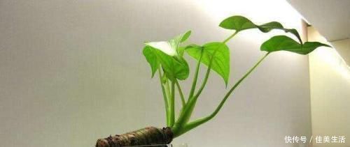 家里万万不要养这几种花,难怪身体越住越差,后悔察觉太晚了