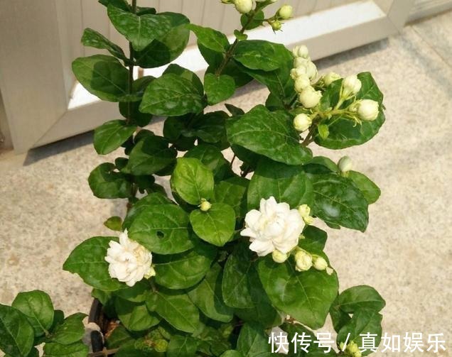 修剪|两个种植小秘诀，让您家里养茉莉花， 叶子油绿发光,花儿开满枝