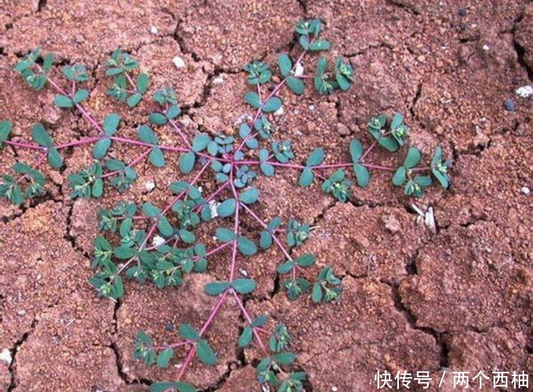  路边此野草，如生在您的家乡，请善待，它真的很珍贵